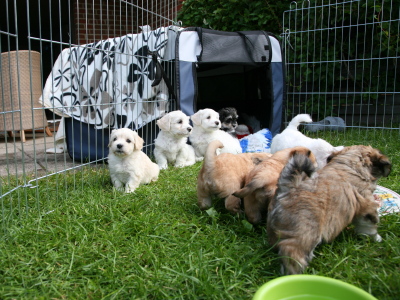 Bichon Havanais hvalpe hos Kennel Miki Nanoq